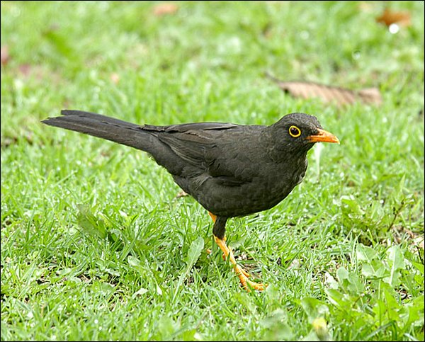 webgthrush4.jpg