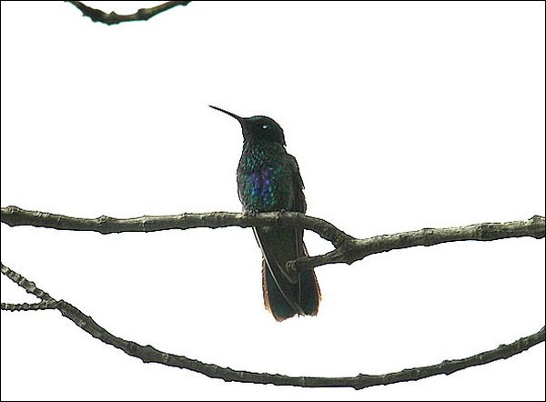 webhummer1.jpg