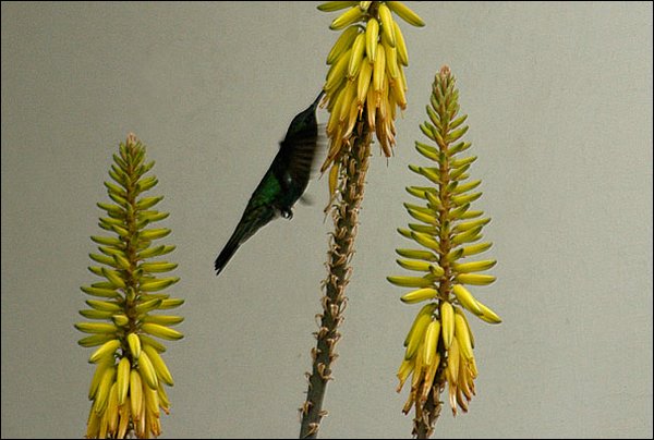 webhummer2.jpg