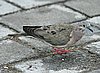 webeareddove1.jpg