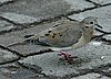 webearedove2.jpg