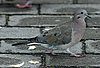 webearedove3.jpg