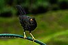 webgthrush1.jpg
