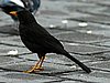 webgthrush2.jpg