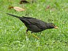 webgthrush3.jpg