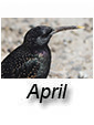 April 2024
