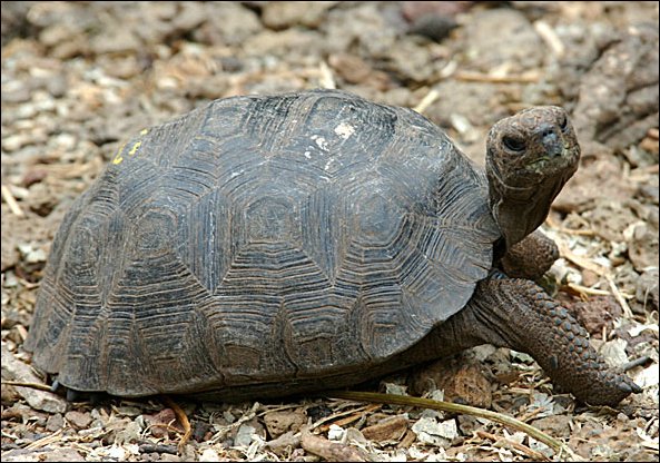 webabytort.jpg