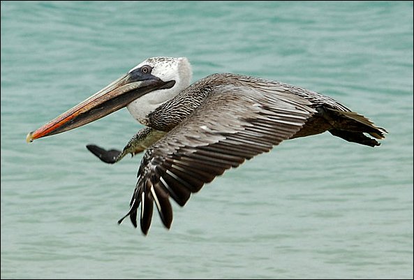 webpelican2.jpg