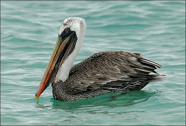 webpelican3.jpg