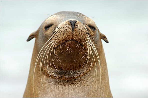 websealion.jpg
