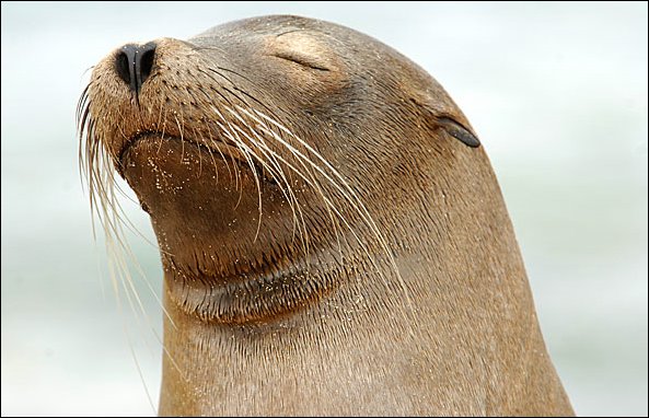 websealion2.jpg