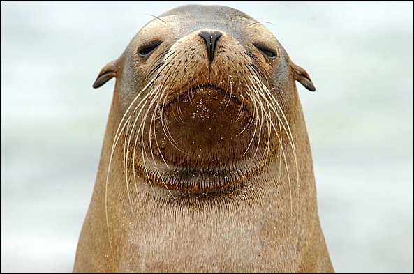 websealion3.jpg