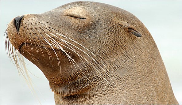 websealion4.jpg