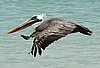 webpelican2.jpg