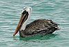 webpelican3.jpg