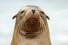 websealion.jpg