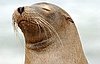 websealion2.jpg