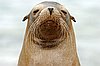 websealion3.jpg
