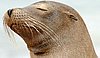 websealion4.jpg