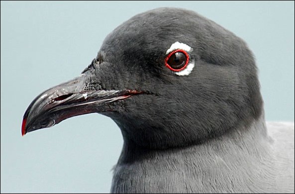 weblavagull7.jpg