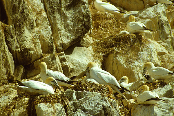 Bass rock gannets