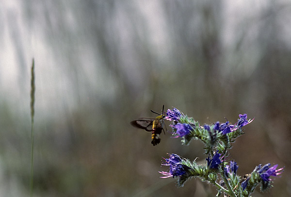 broad-bordered bee hawkmoth