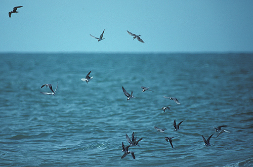 black terns