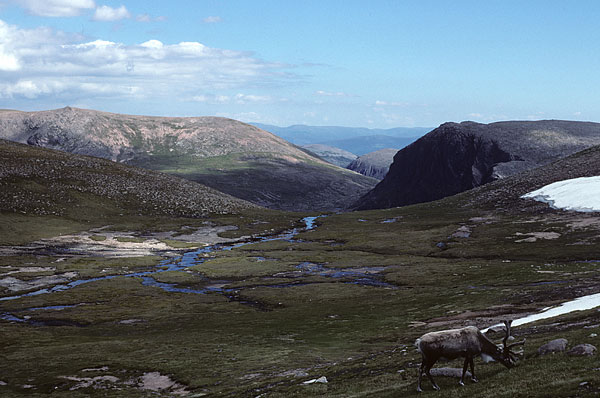 Cairngorms