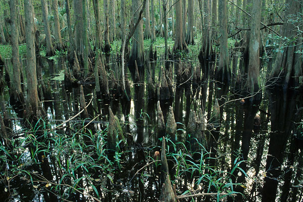 Cypress swamp