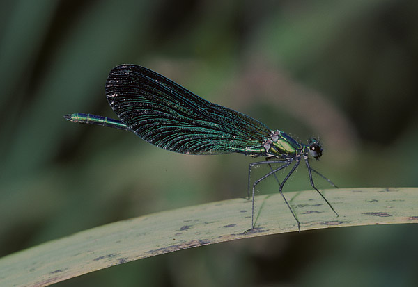 demoiselle agrion
