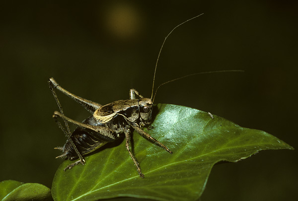 dark bush cricket
