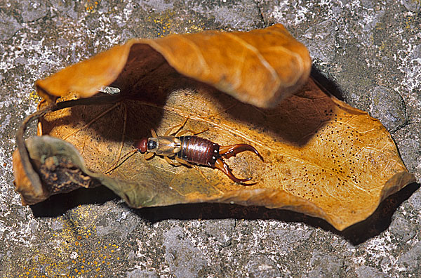 macrolabic earwig