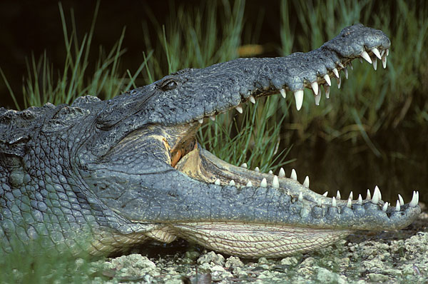 American crocodile