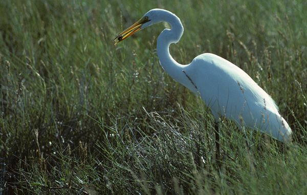 great egret