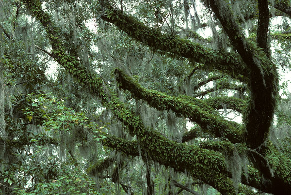 Spanish moss