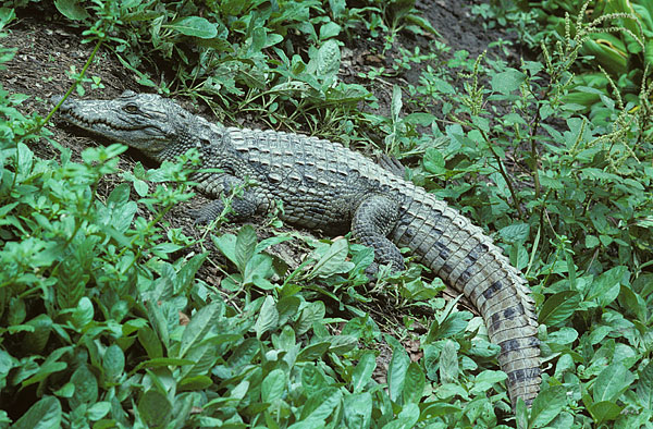 Nile crocodile