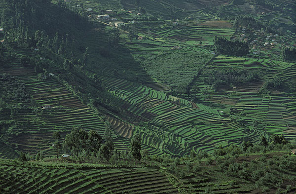 rice terraces