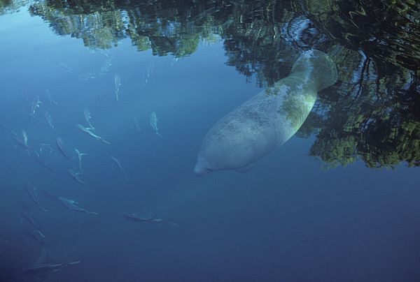 manatees