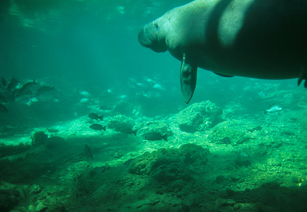 manatee