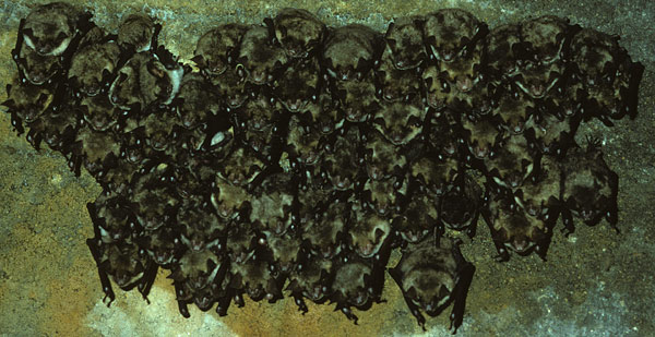 greater mouse-eared bats