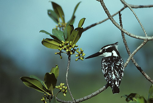 pied kingfisher