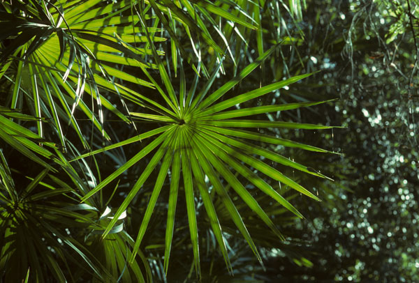 saw palmettos