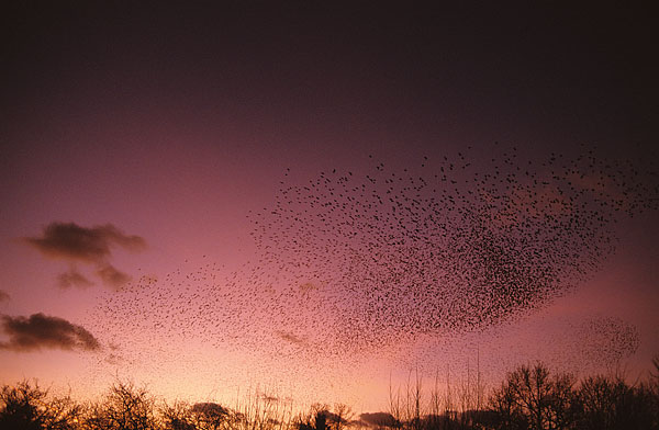 starling roost