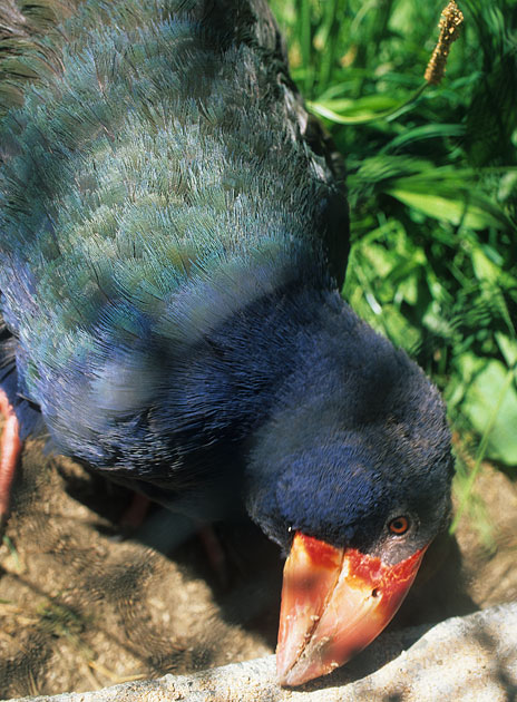 takahe
