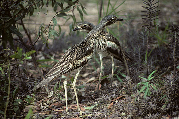 bush stone curlew
