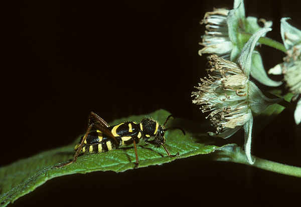 wasp beetle