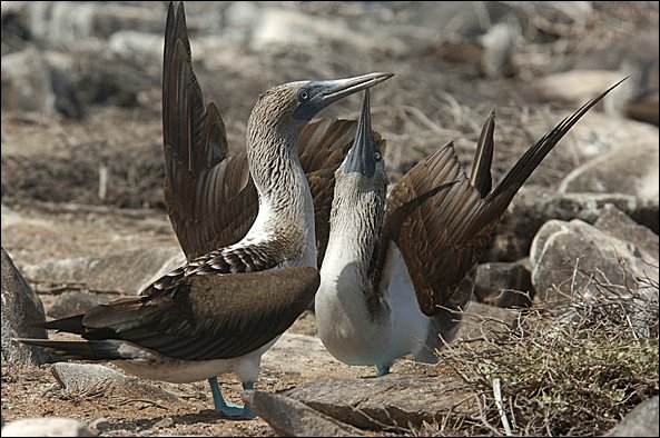 webbfbooby2.jpg