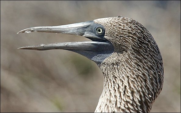 webbfbooby3.jpg