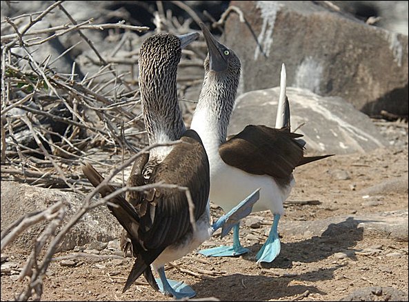 webbfbooby7.jpg