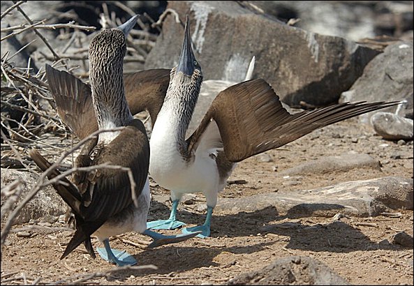 webbfbooby8.jpg